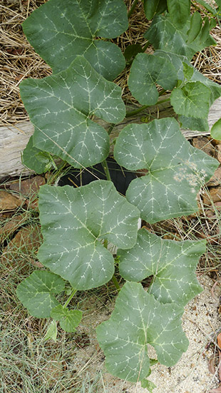 Pumpkin_no Sunburn_P1040876_small