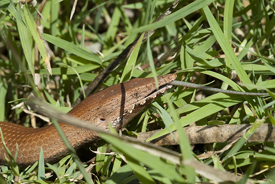 Lialis_burtonii_DSCF0693_web