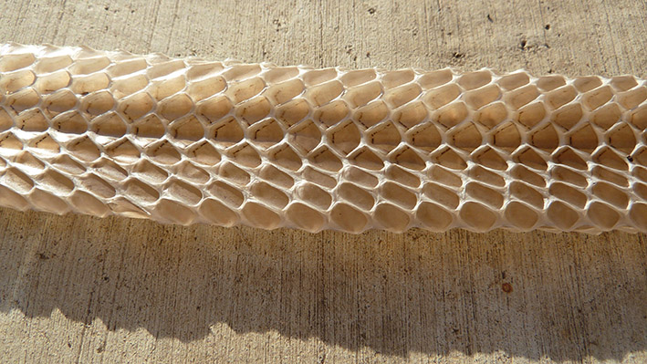 P1050526_scale pattern2_web