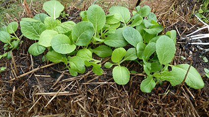 20130531_P1050875_blog