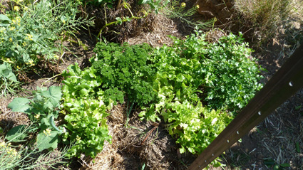 20130829_P1060093_blog