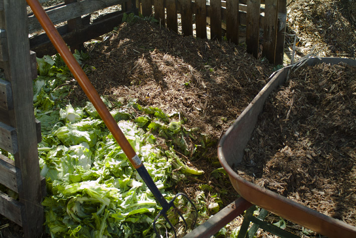DSCF4682_compost veg on woodchip_small