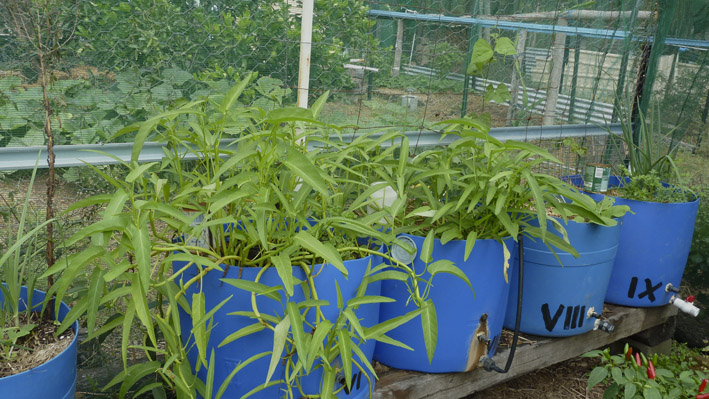 01042013P1050516_Kangkung_Wicking Pot_small