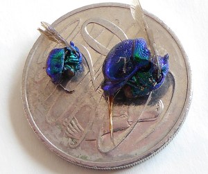 20160103_Cuckoo Wasp_GFC_P1000969_small