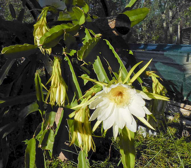 20160106_Dragon Fruit_P1010026_small