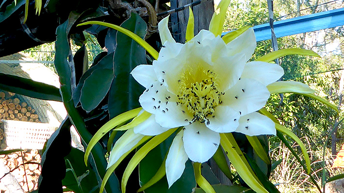 A third night's flowering.
