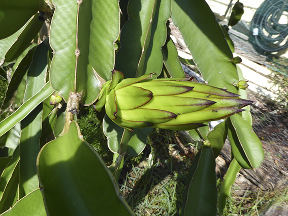 A range of buds, from just appeared to on the way to flowering