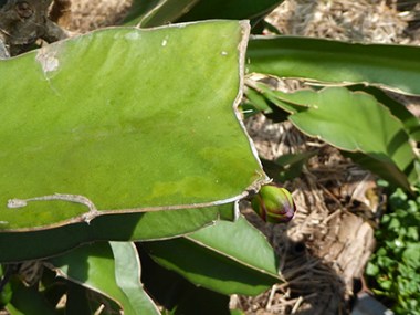 A bud right at the pruning point