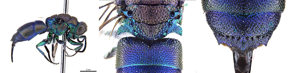 Praestochrysis lusca