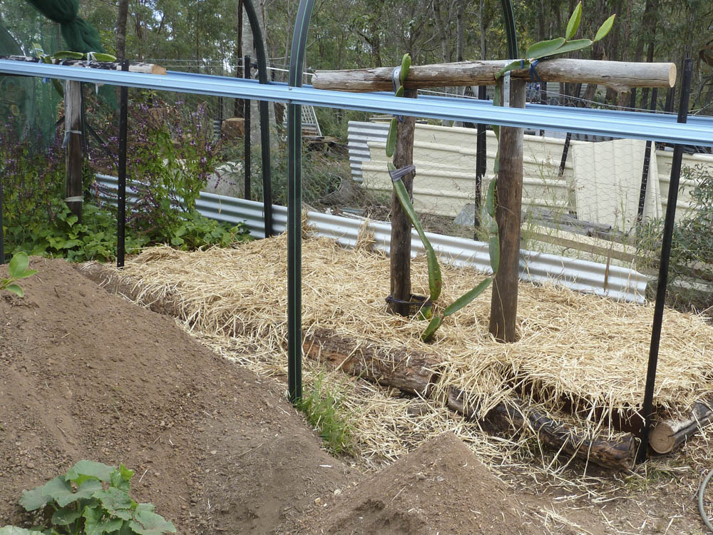 trellis-20130729_-p1060072_290713_small