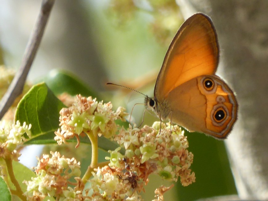 20170213_hypocysta-adiante-alphitonia-excelsa-_gfc_p1070954_small